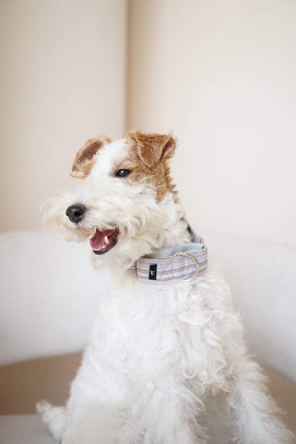 Small terrier sitting upright wearing a light striped martingale dog collar; adjustable metal ring and soft fabric show a secure yet comfortable everyday fit.