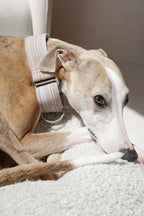 Whippet resting on a soft blanket wearing a light striped martingale dog collar; the relaxed fit and escape-proof ring structure are visible in natural indoor light.