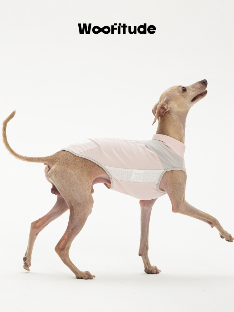 A slim dog lifts its head while wearing a mesh panel dog vest in light pink, highlighting the breathable side section and lightweight coverage across the back