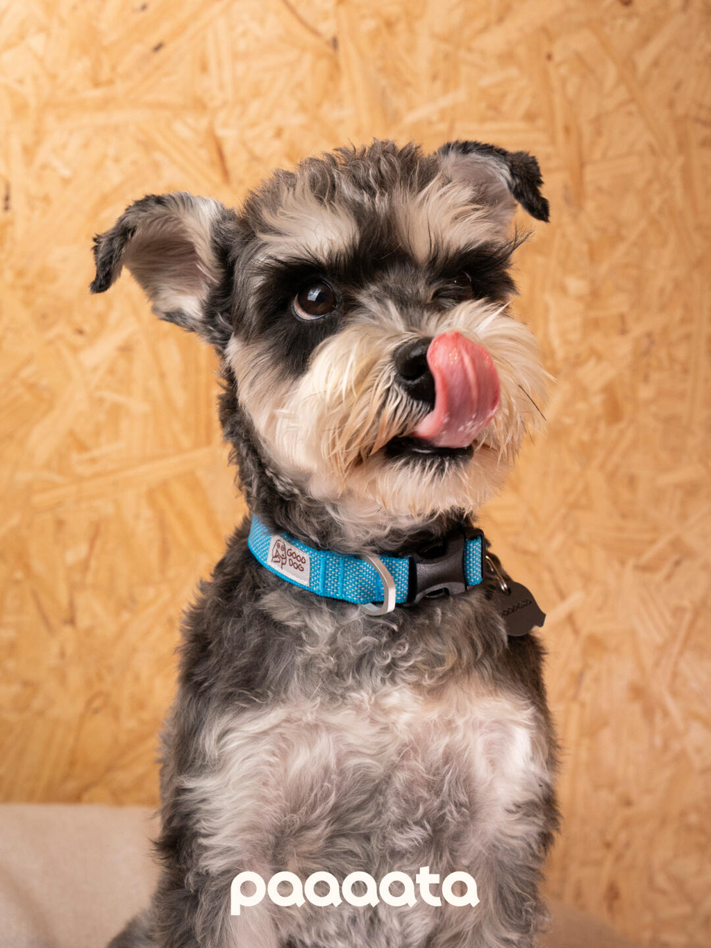 Miniature Schnauzer wearing a blue dog collar with adjustable woven webbing, a secure plastic buckle, and a hanging ID tag, offering a comfortable fit for everyday wear.