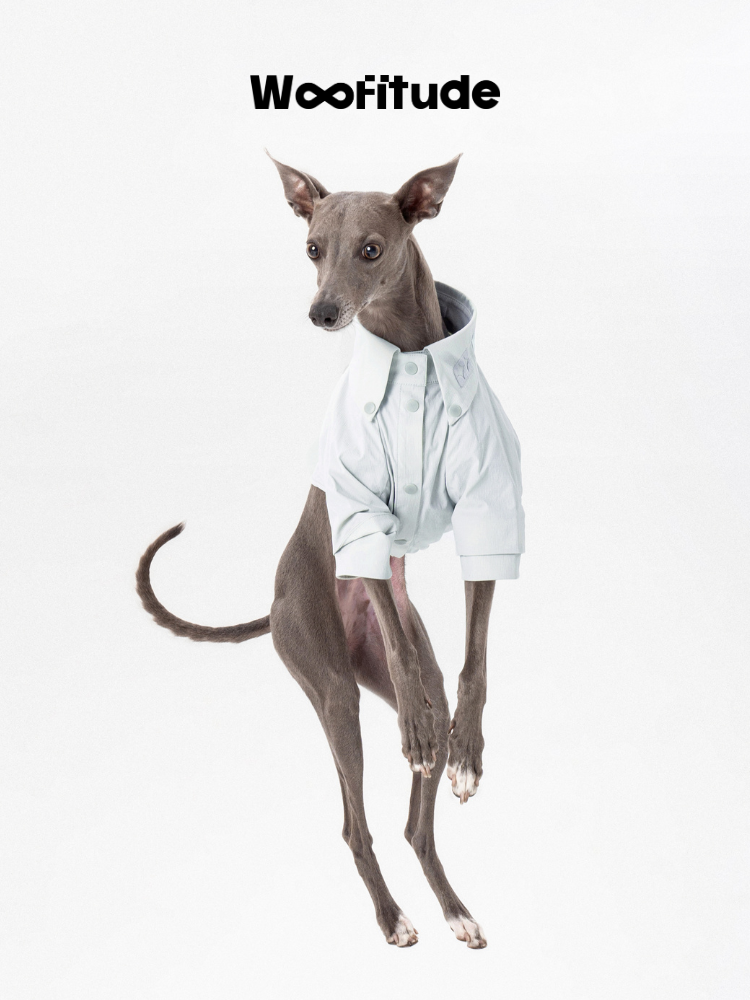 Italian Greyhound wearing a minimalist dog shirt in white, front view showing short sleeves and clean construction.