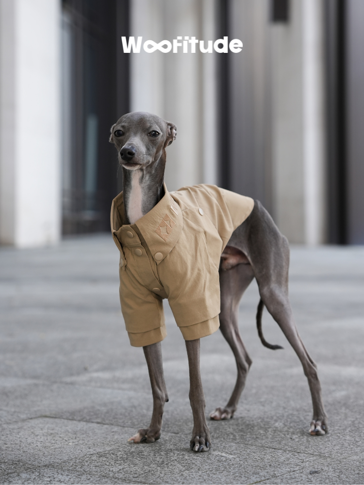Italian Greyhound wearing a minimalist dog shirt in khaki, highlighting the structured front panel and short-sleeve cut.