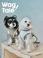 Minimalist dog vests worn indoors, featuring a clean silhouette and soft structure for comfortable everyday use.