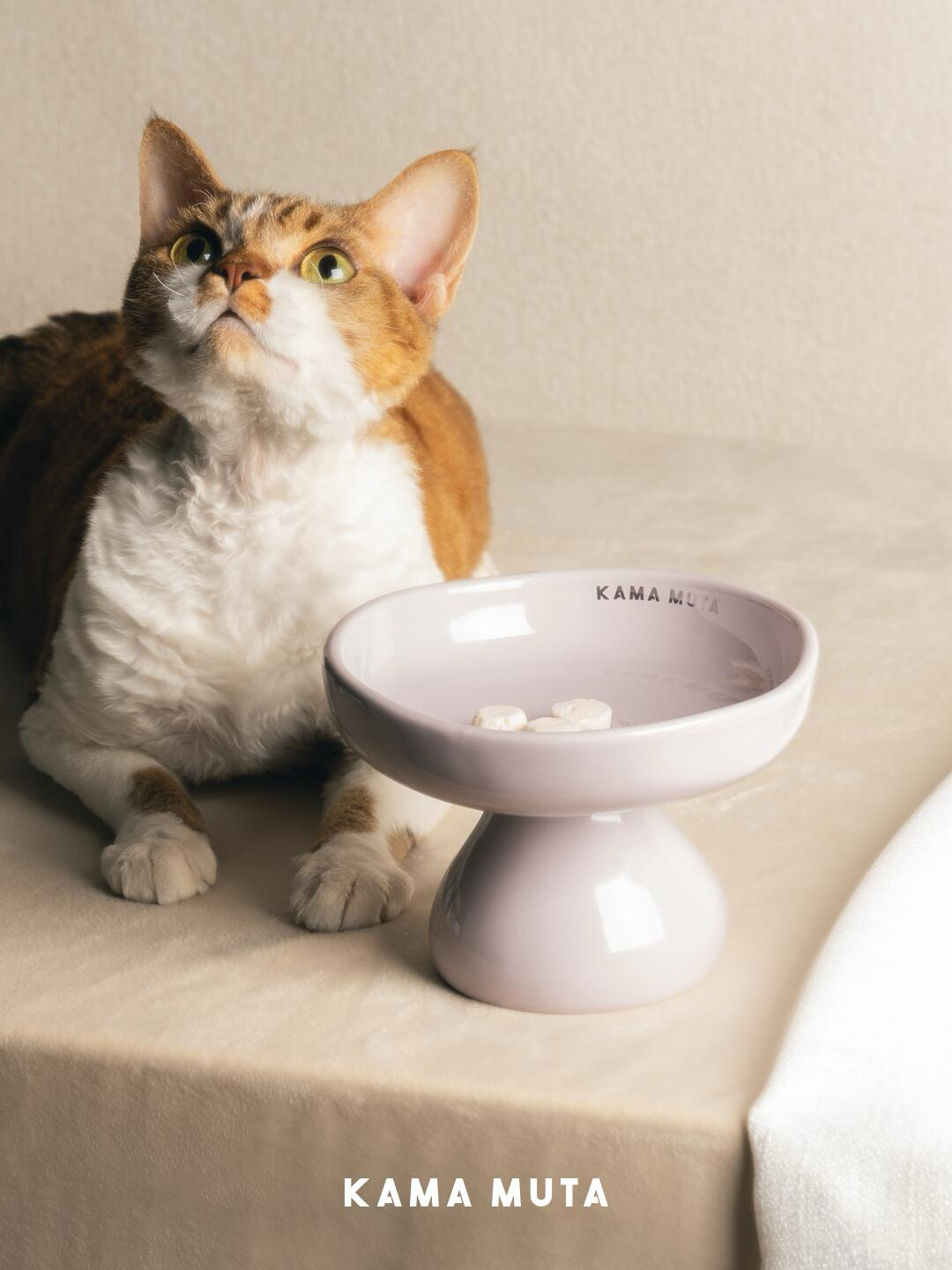 Cat using a mushroom-shape elevated ceramic cat bowl in soft pink, designed to support a comfortable and natural feeding posture.