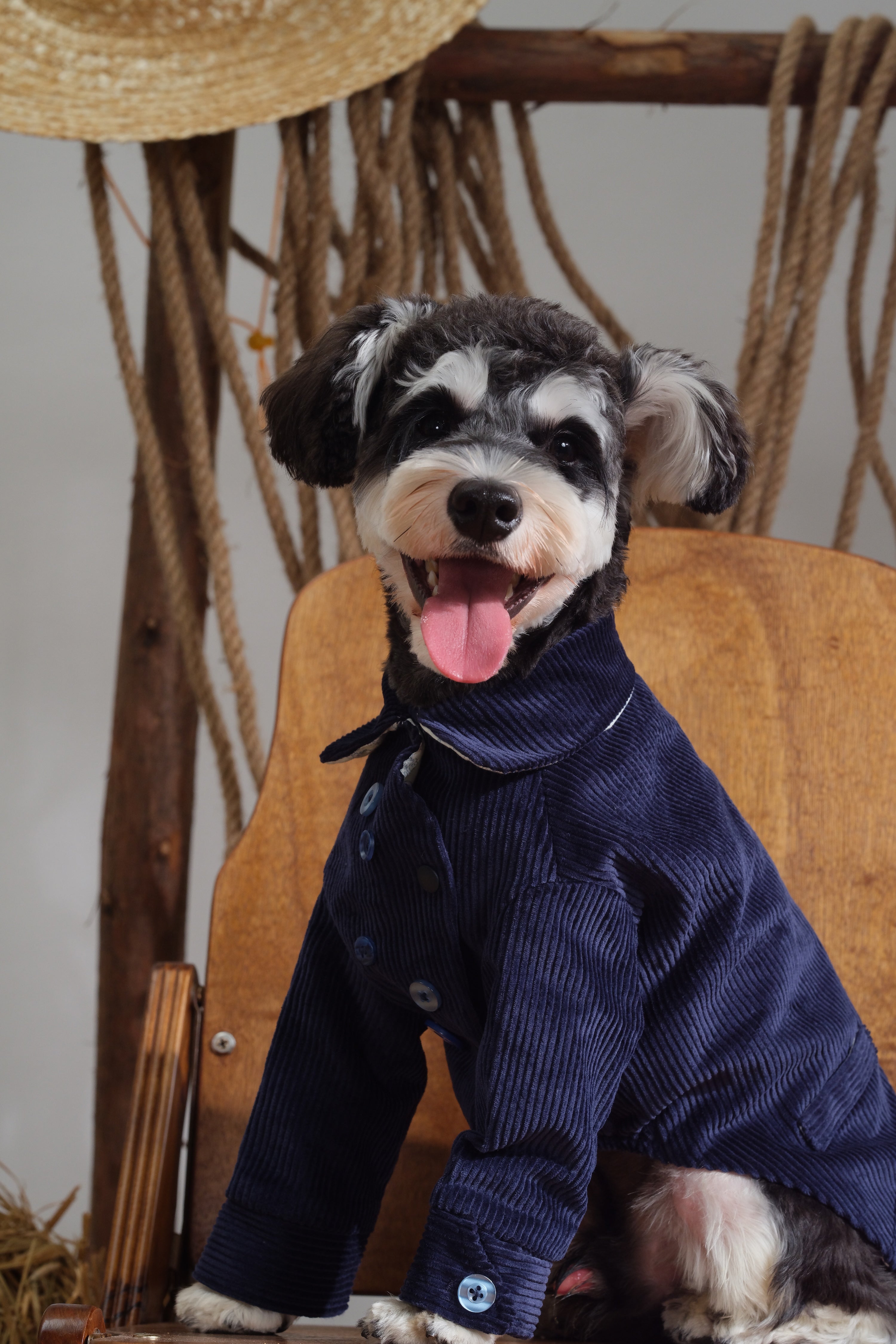 Small dog sitting on a wooden chair wearing a navy corduroy dog jacket, highlighting the button front and soft collar detail.