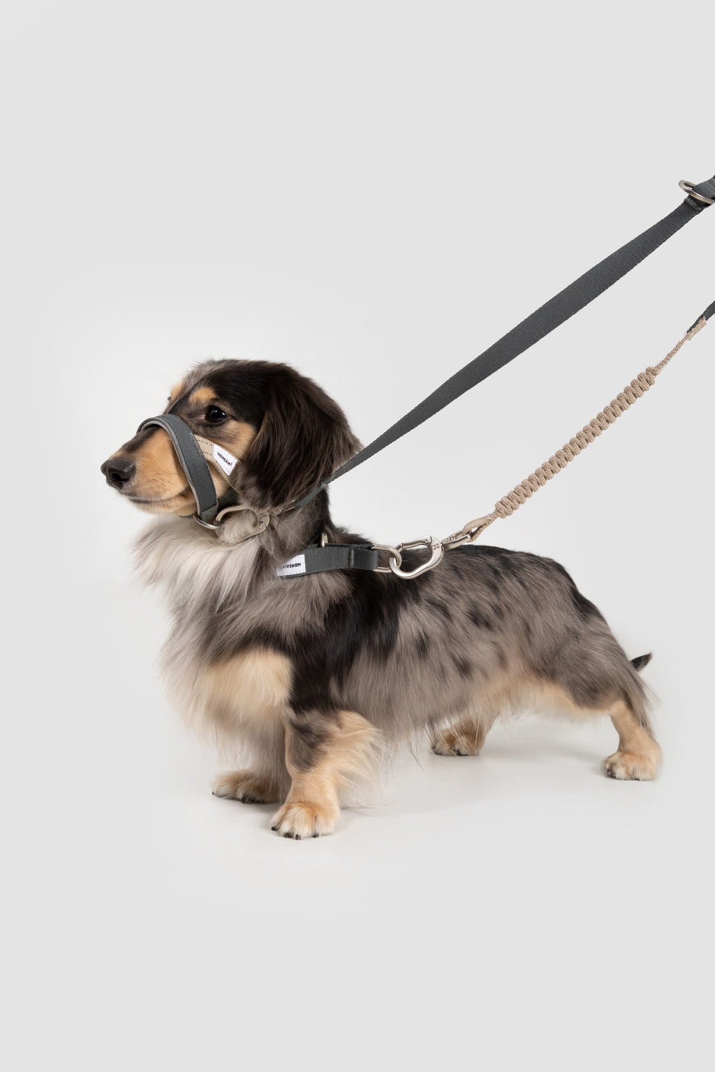 Dachshund wearing a no-pull dog head collar on leash in a studio side view, showing the fit around the nose and neck.