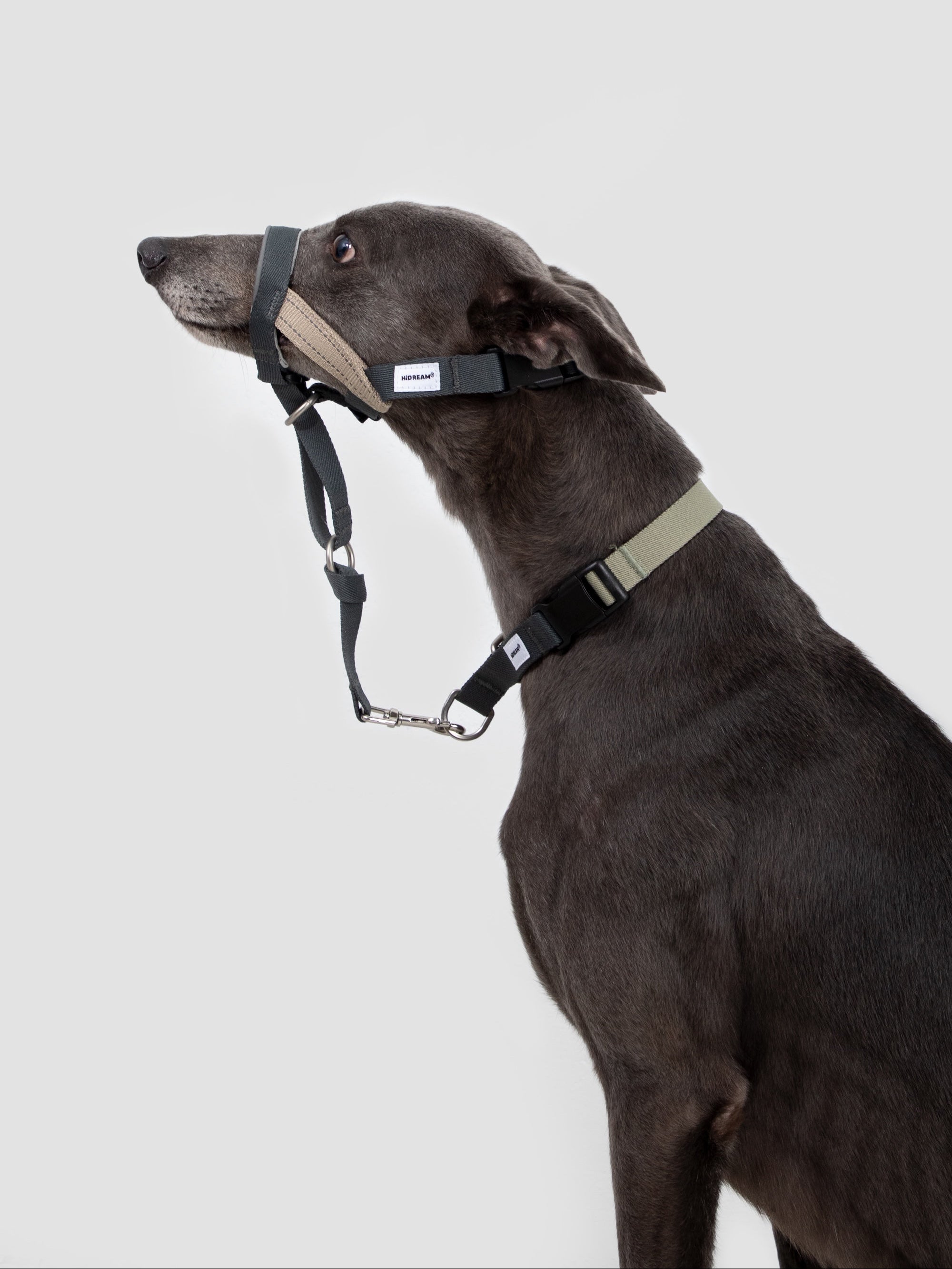 Side profile of a greyhound wearing a no-pull dog nose collar with adjustable nose loop in a clean studio setting.