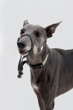 Dog wearing a no-pull dog nose collar attached to a leash, demonstrating gentle walking control beside a handler.
