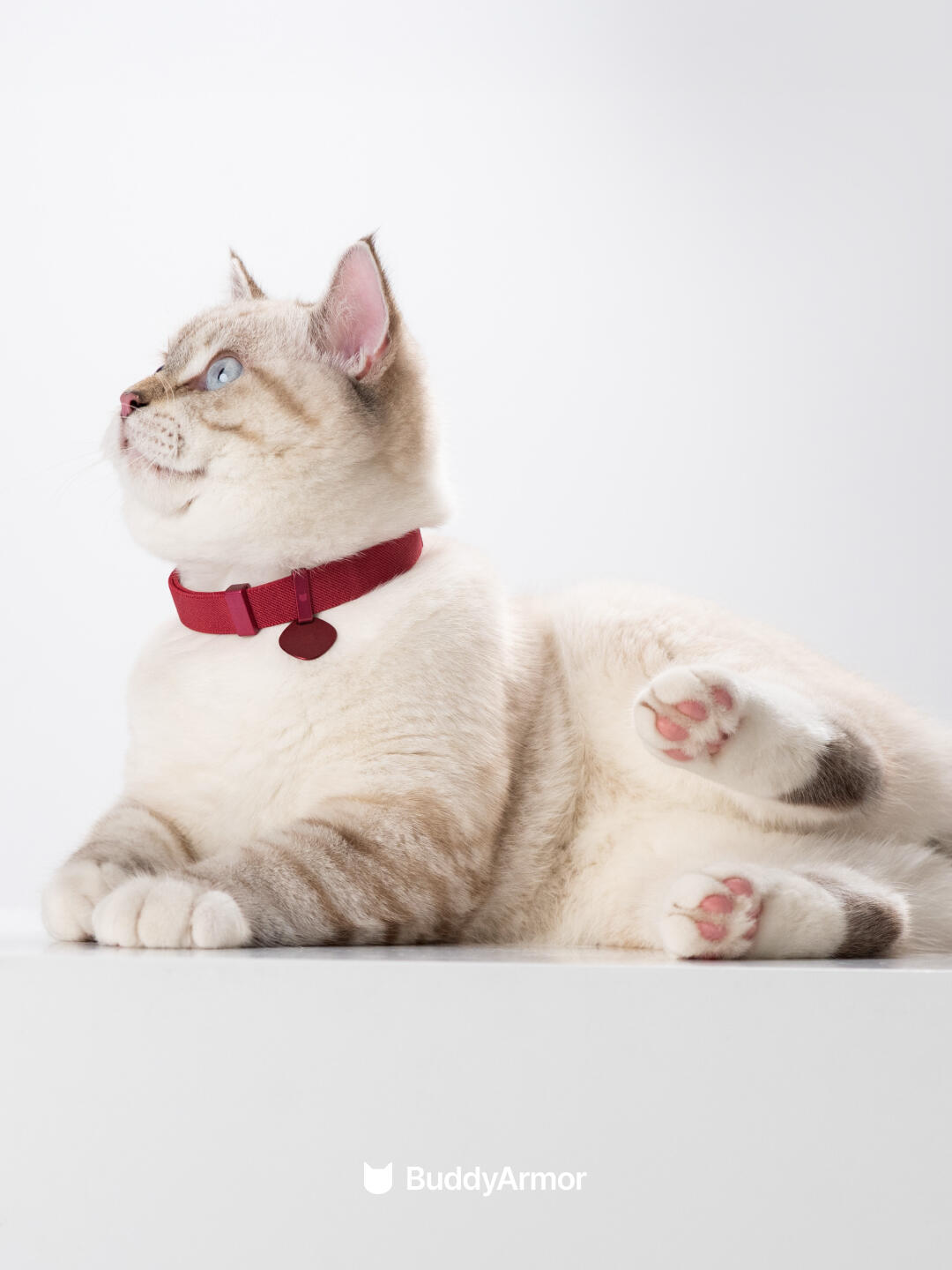 Cat lying down wearing a non-breakaway elastic cat safety collar designed for everyday use