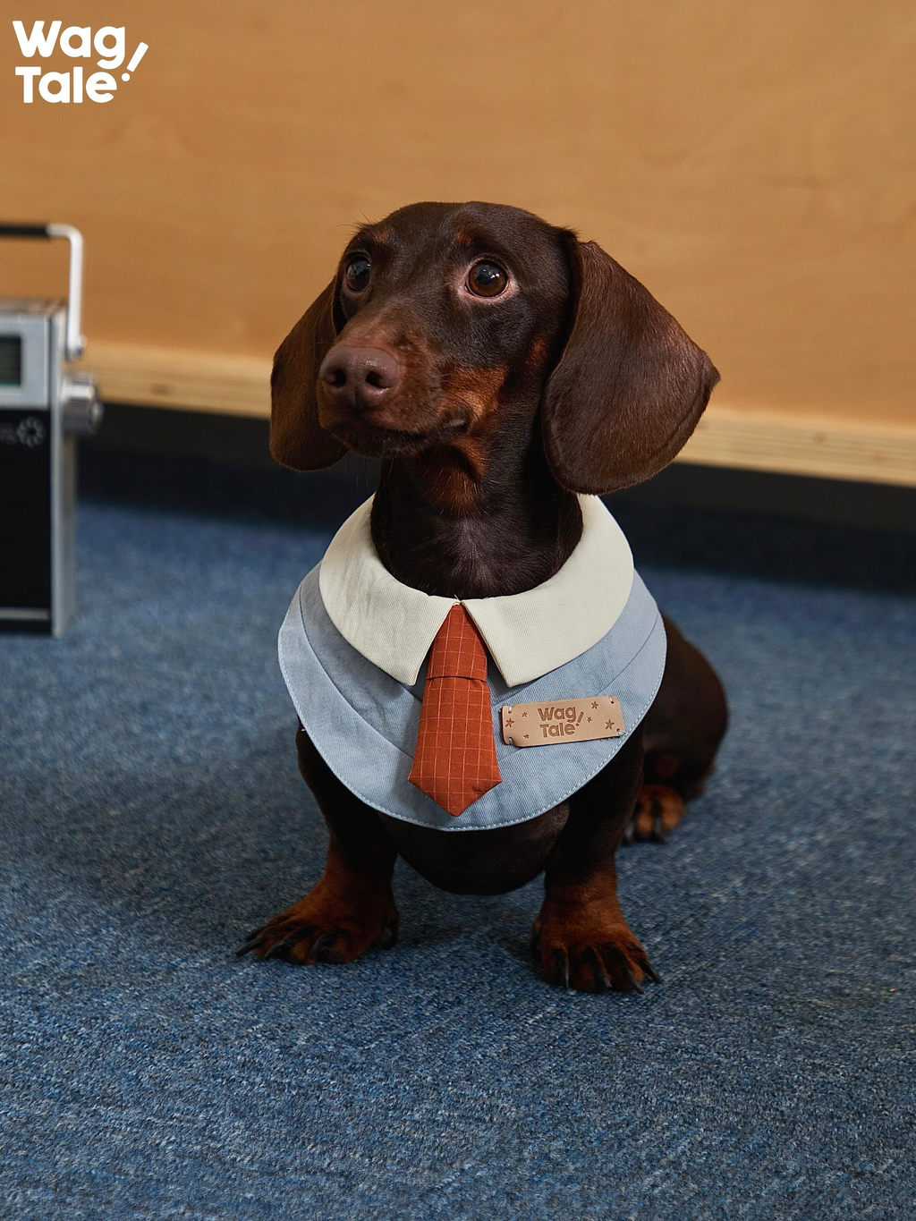 A dachshund sitting and facing forward wearing an office-style dog bandana, highlighting the padded collar, tie detail, and leather brand label for a vintage look.