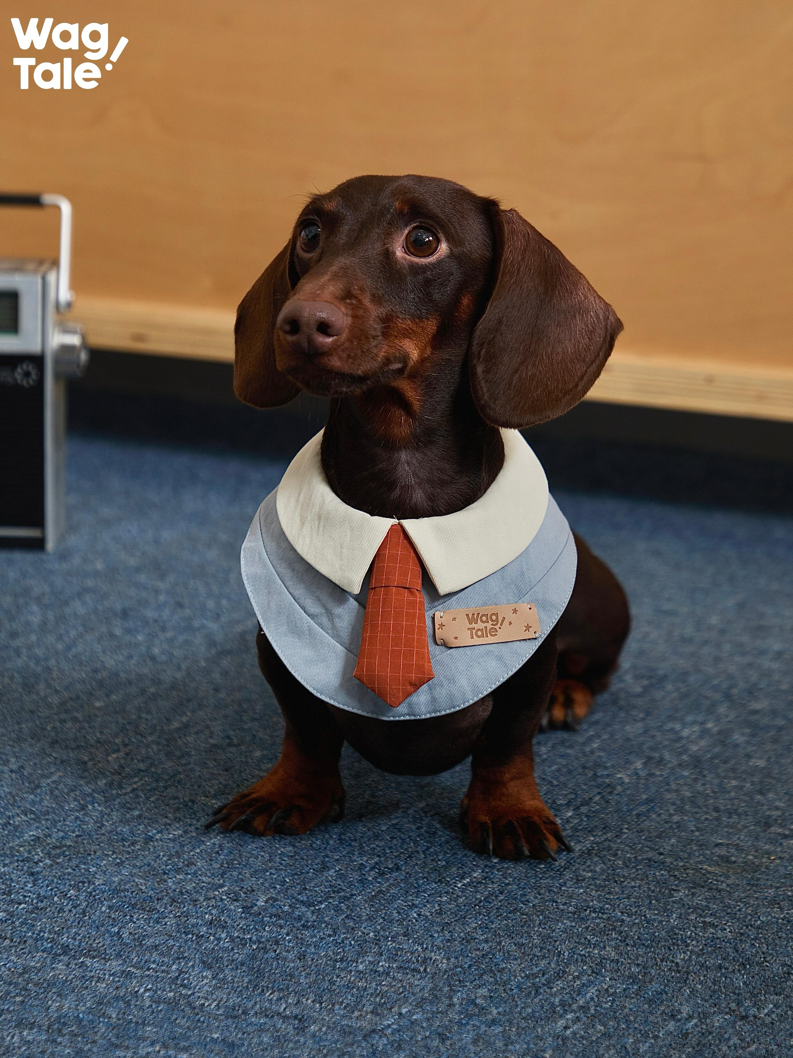 A dachshund sitting and facing forward wearing an office-style dog bandana, highlighting the padded collar, tie detail, and leather brand label for a vintage look.