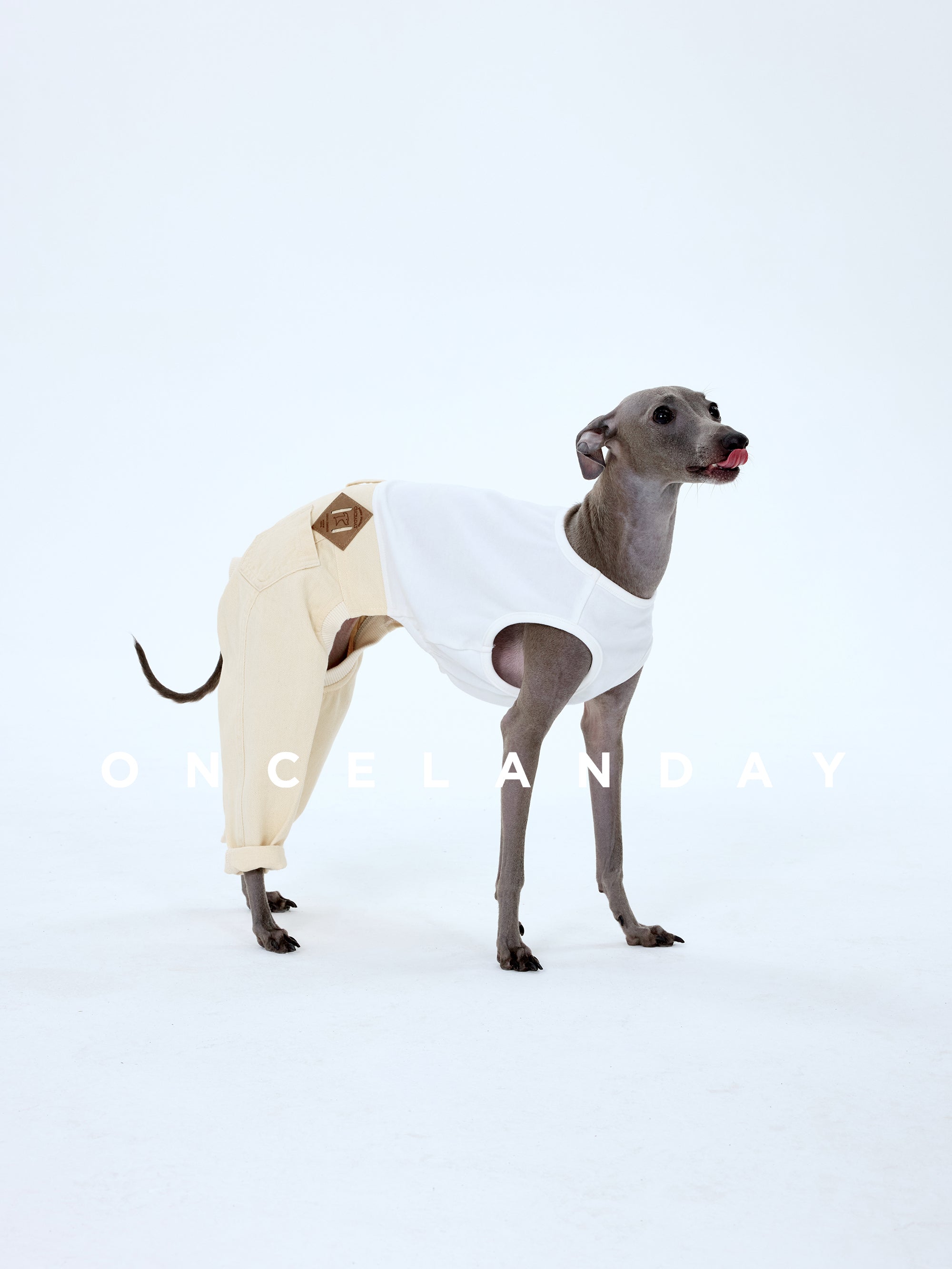 Italian Greyhound standing on a white background wearing ONCELANDAY cream white denim dog jeans with a white sleeveless top, showing clean silhouette, back pocket, and cuffed pant legs
