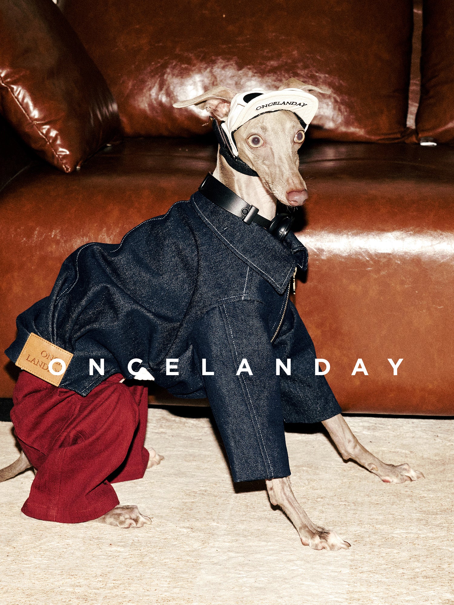 Italian Greyhound wearing an ONCELANDAY denim dog jacket indoors on a leather sofa, featuring a wide collar and zip-front design, styled with a visor hat and headphones.