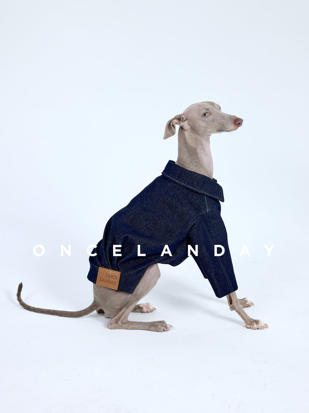 Sighthound dog sitting in profile on a white studio background wearing an ONCELANDAY denim jacket with a structured wide collar and visible leather brand patch on the side.