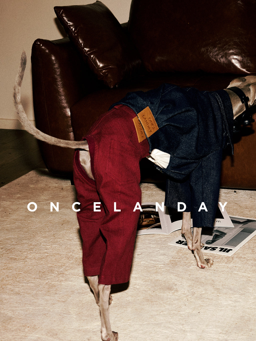 Italian Greyhound in an ONCELANDAY denim dog jacket and red pants bending forward indoors, showing the denim texture, wide collar, and branded leather patch detail.