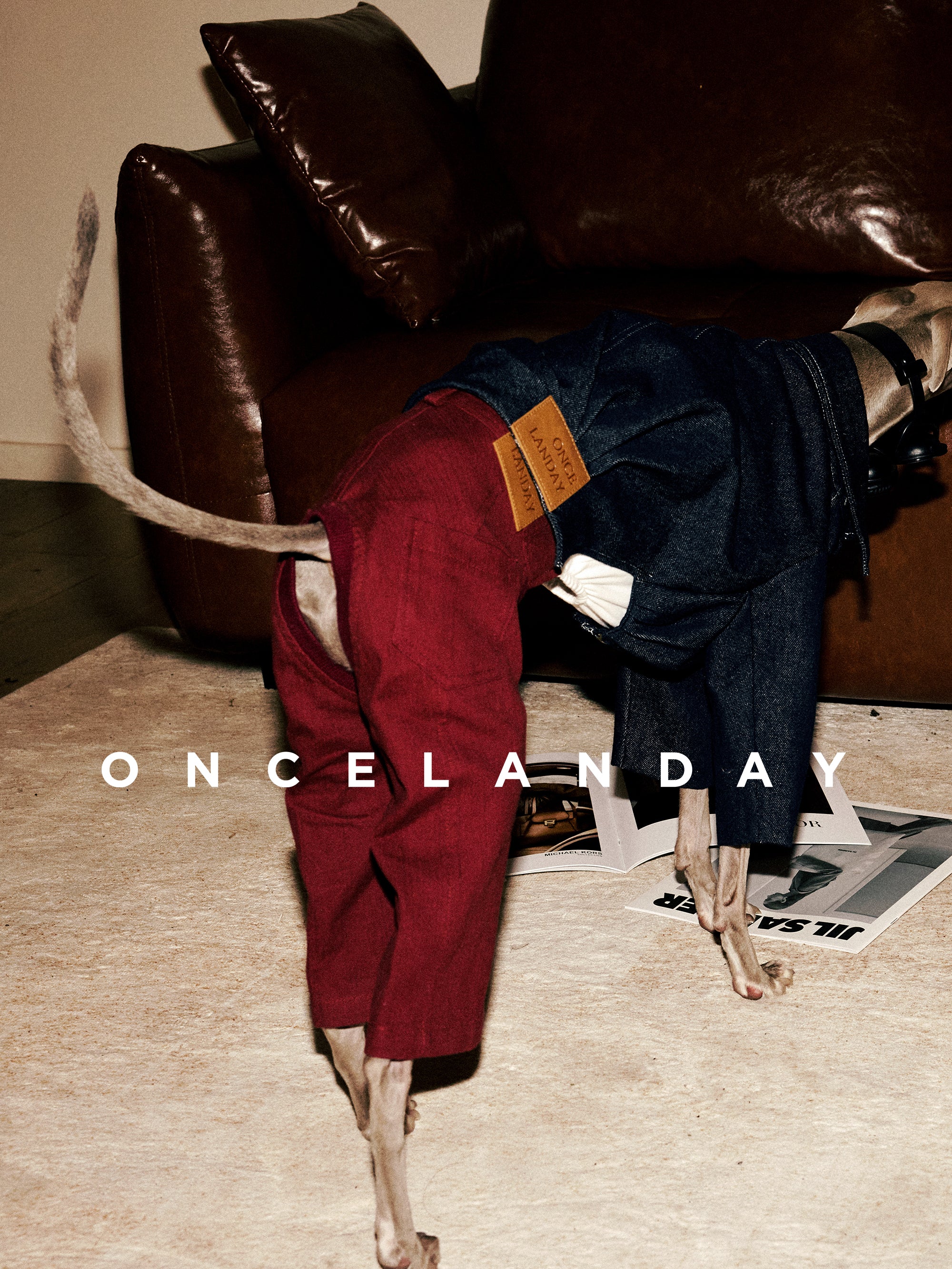 Italian Greyhound in an ONCELANDAY denim dog jacket and red pants bending forward indoors, showing the denim texture, wide collar, and branded leather patch detail.