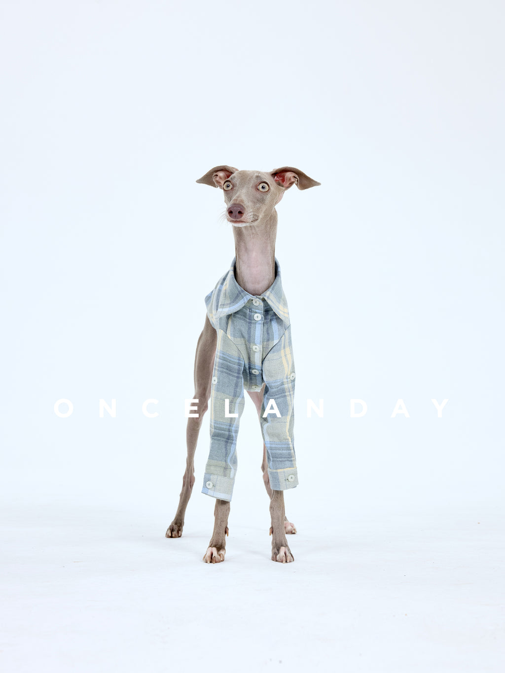 Italian Greyhound standing front-facing on a white background wearing an ONCELANDAY dog button shirt, showing the plaid cotton fabric, front buttons, and cuff details
