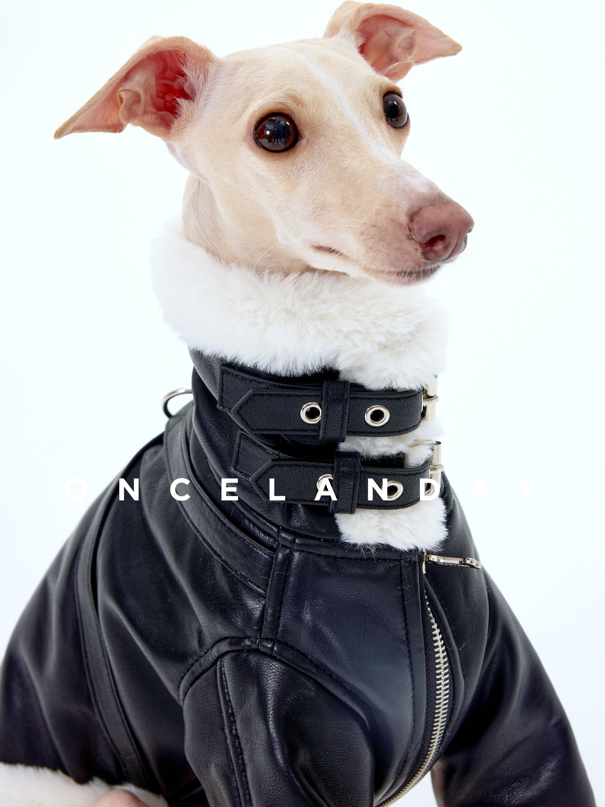Close-up of an Italian Greyhound wearing a black PU leather dog jacket, focusing on the faux fur collar and adjustable double buckle detail at the neck.