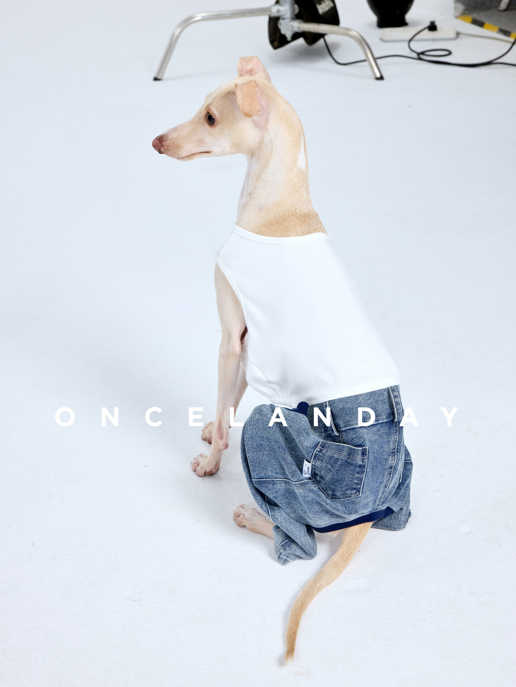 Italian Greyhound sitting with back view on a white studio background wearing ONCELANDAY dog jeans, showing blue dog denim pants with back pocket detail and the white top from behind
