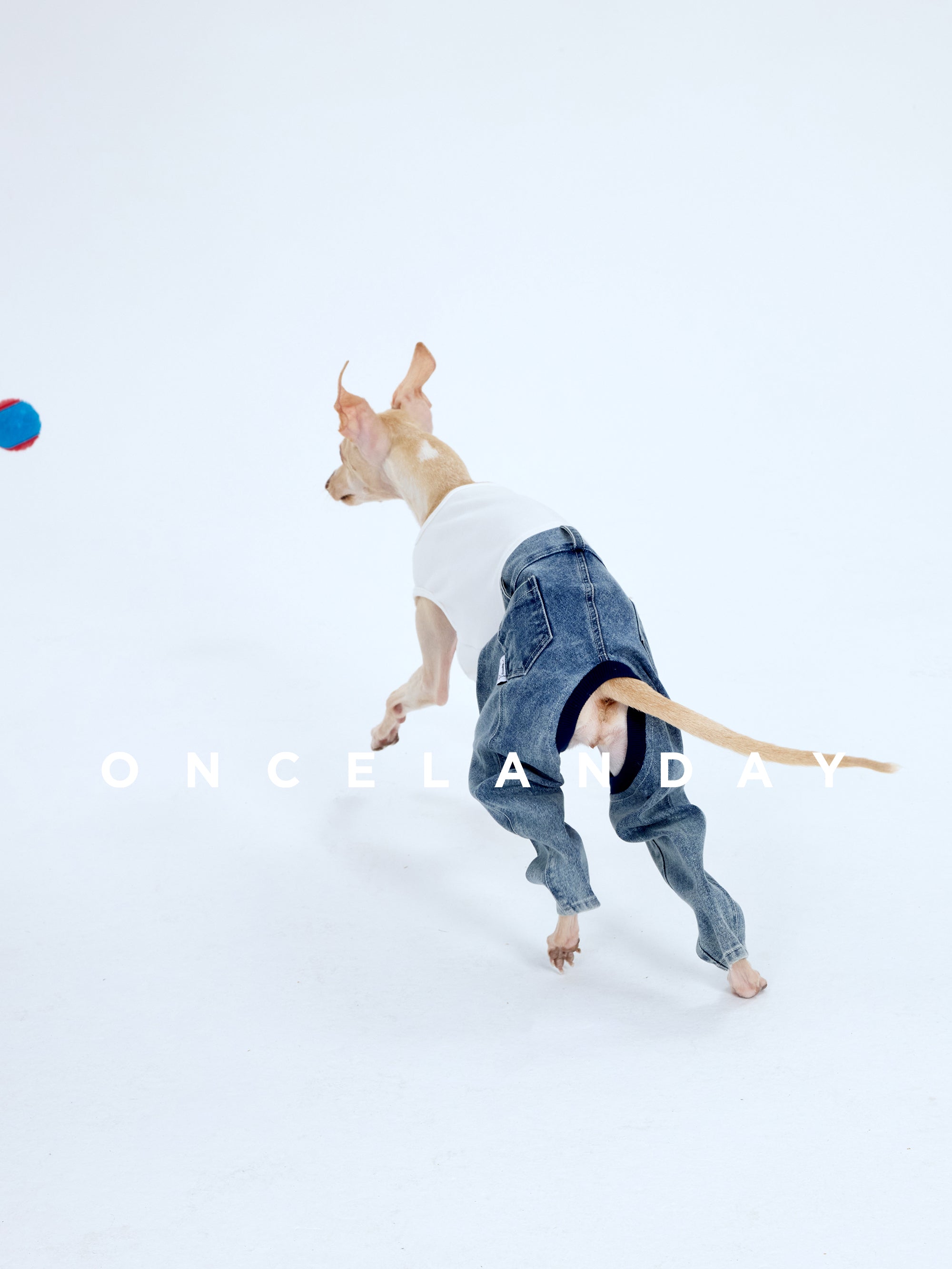 Back view of an Italian Greyhound running on a white studio background wearing ONCELANDAY dog jeans, showing the blue dog denim pants fit from behind with tail opening and rolled leg cuffs