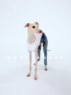 Italian Greyhound standing on a white studio background wearing ONCELANDAY dog jeans and white sleeveless top, front view with head turned, showing slim-cut blue dog denim pants and leg coverage