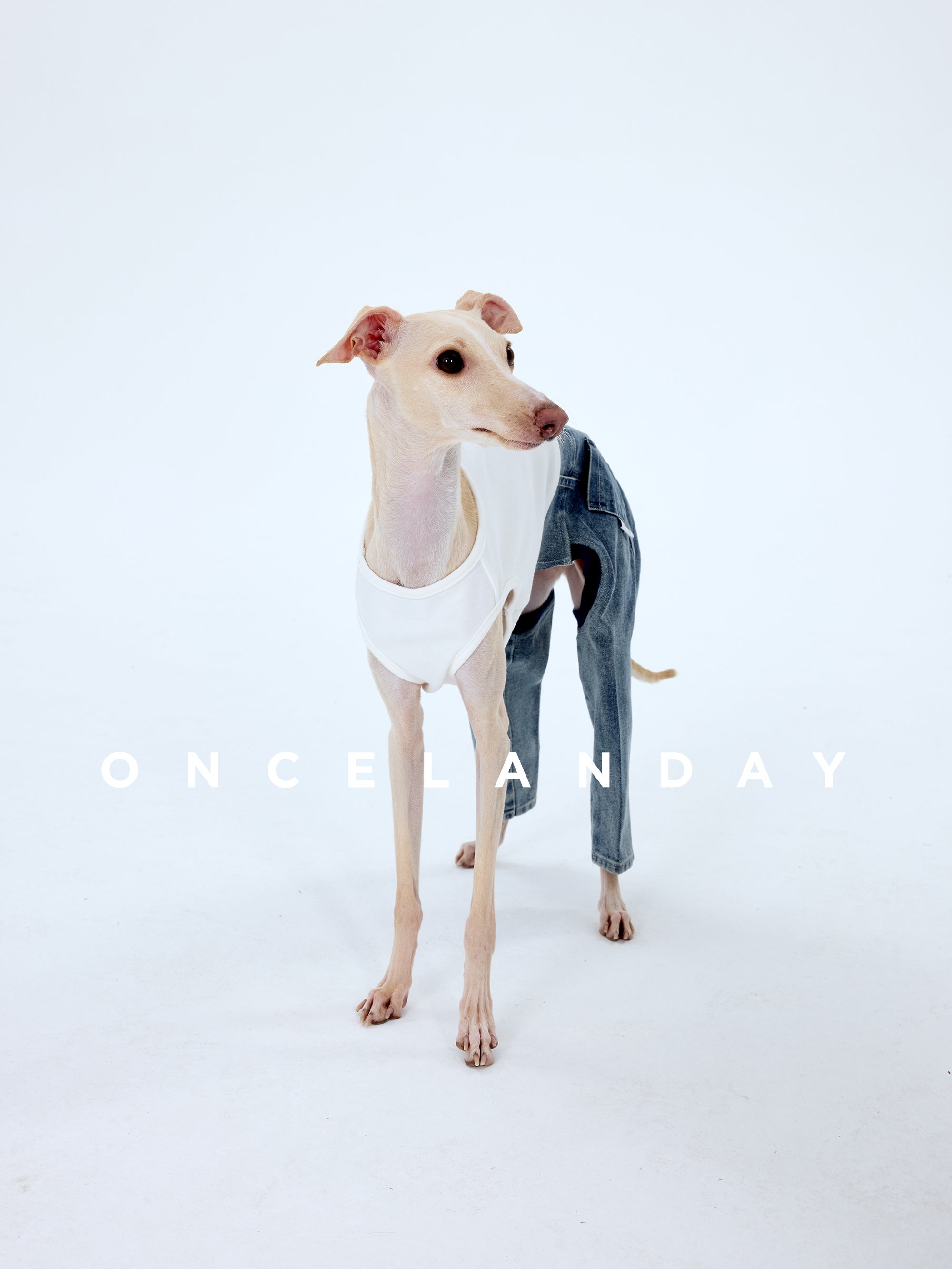 Italian Greyhound standing on a white studio background wearing ONCELANDAY dog jeans and white sleeveless top, front view with head turned, showing slim-cut blue dog denim pants and leg coverage