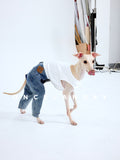 Italian Greyhound wearing ONCELANDAY dog jeans and a white sleeveless top, side-walking on a white studio background with tongue out, showing blue dog denim pants with leather patch detail