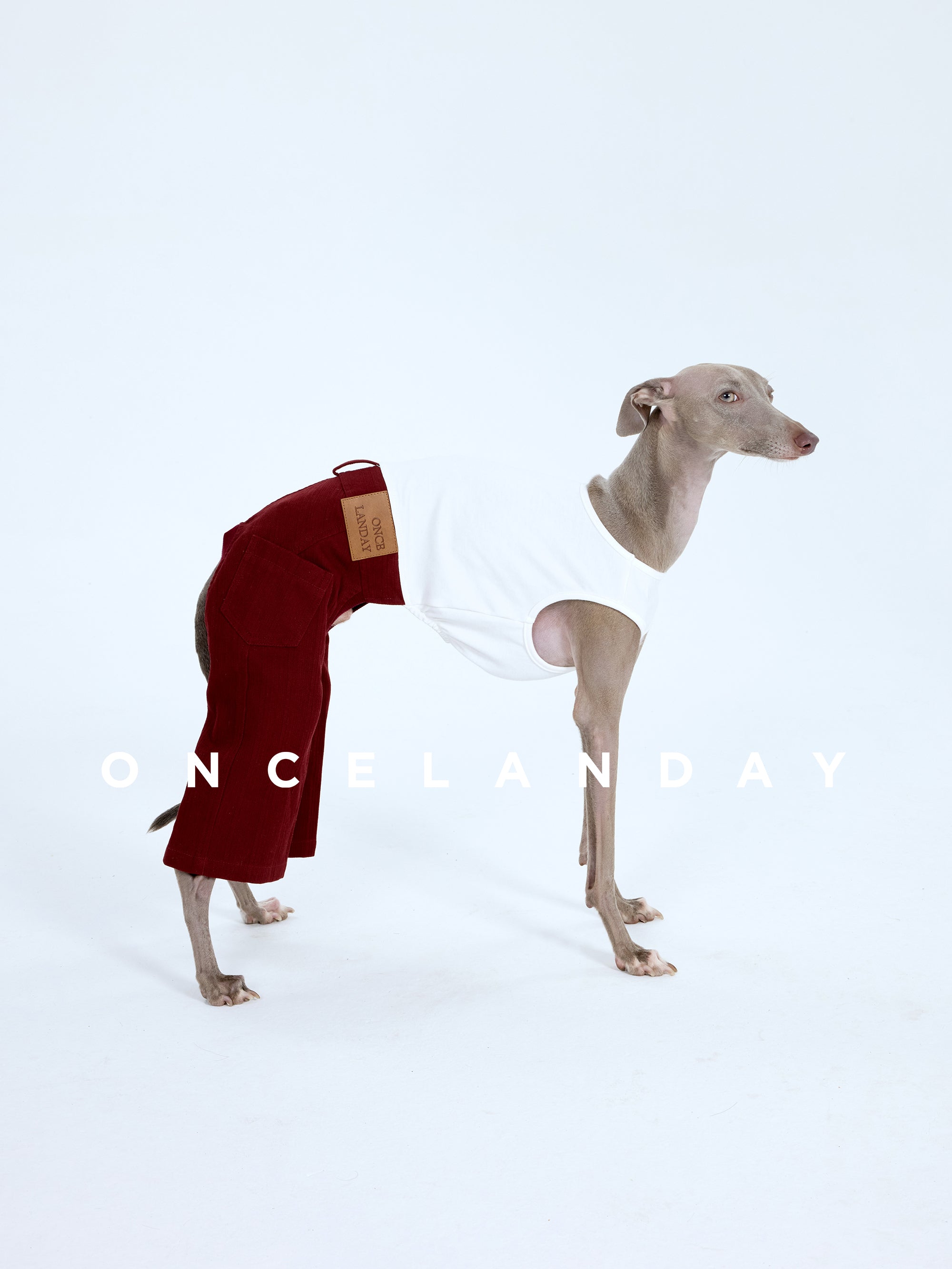 Side view of an Italian Greyhound wearing ONCELANDAY dog jeans against a white studio background, highlighting the wine-red dog pants with a high-waist cut and tailored rear-leg structure designed for sighthound proportions.