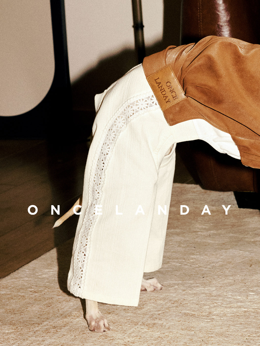 Close-up of ONCELANDAY lace dog pants on an Italian Greyhound, highlighting the breathable lace panel along the leg, textured fabric, and branded leather label at the waist.