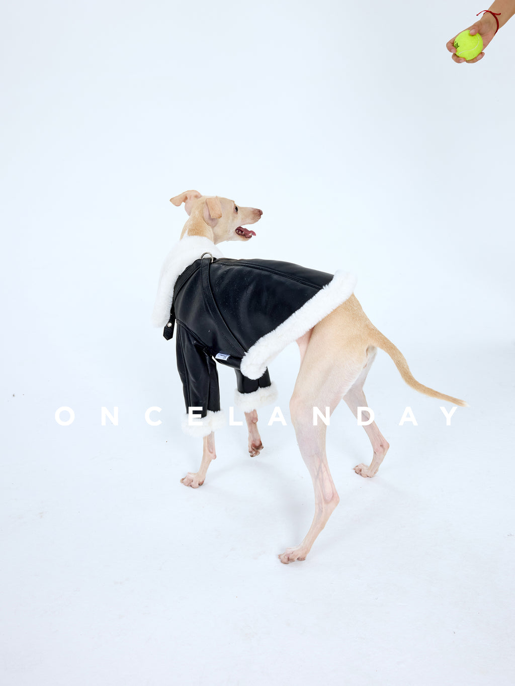Back view of an Italian Greyhound walking in a black PU leather dog jacket with faux fur trim, captured in a studio setting during play, showing the jacket’s back coverage and hemline.