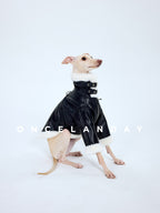 Italian Greyhound sitting on a white background wearing a black PU leather dog jacket, focusing on the faux fur collar and adjustable double-buckle neck detail at the front.