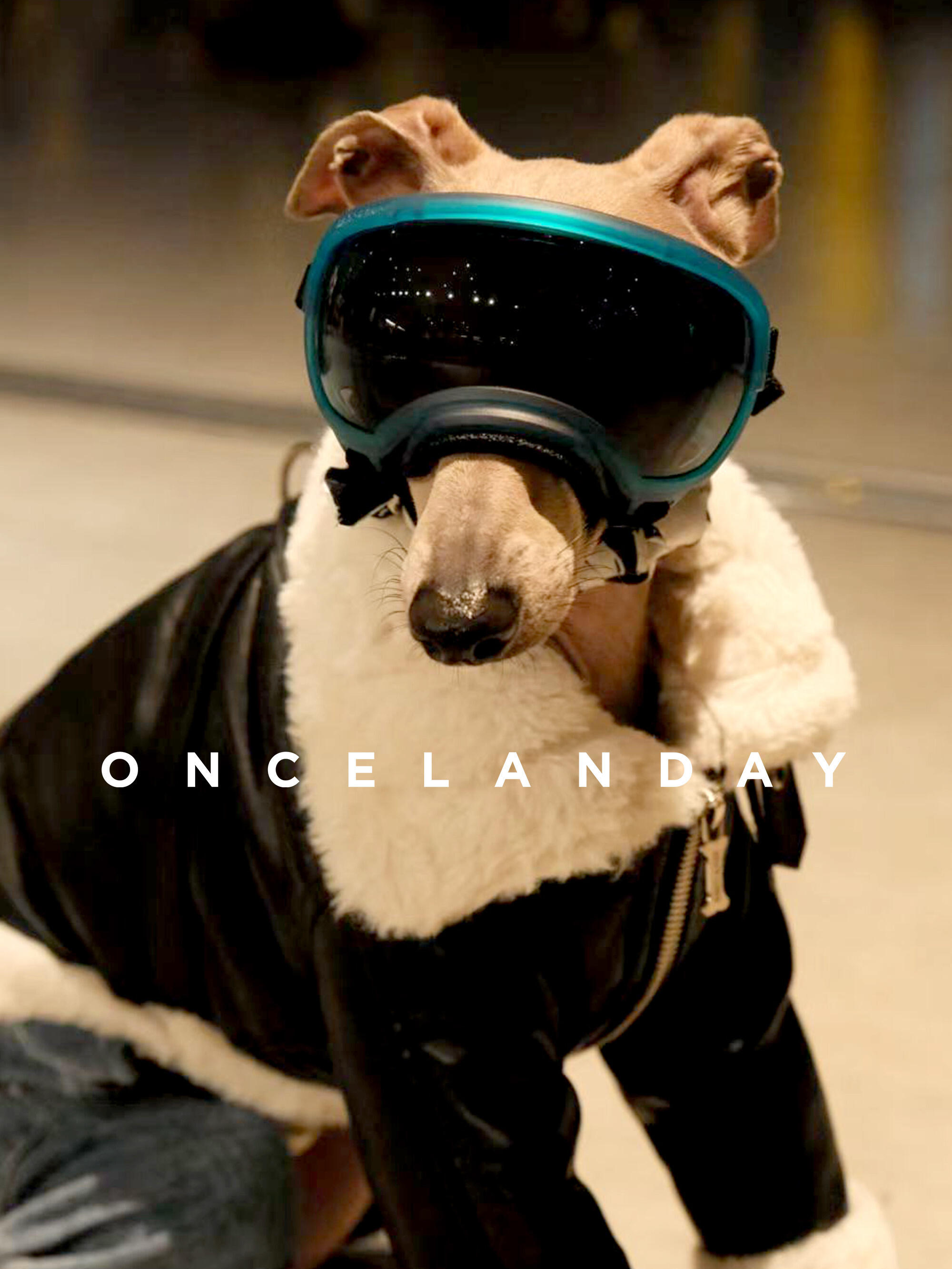 Close-up of an Italian Greyhound wearing a black PU leather dog jacket with thick faux fur collar, styled with protective dog goggles under warm indoor lighting.