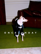 Italian Greyhound standing indoors on a green carpet wearing a black PU leather dog jacket with faux fur collar, cuffs, and hem, showing the full-body fit and cropped jacket length.