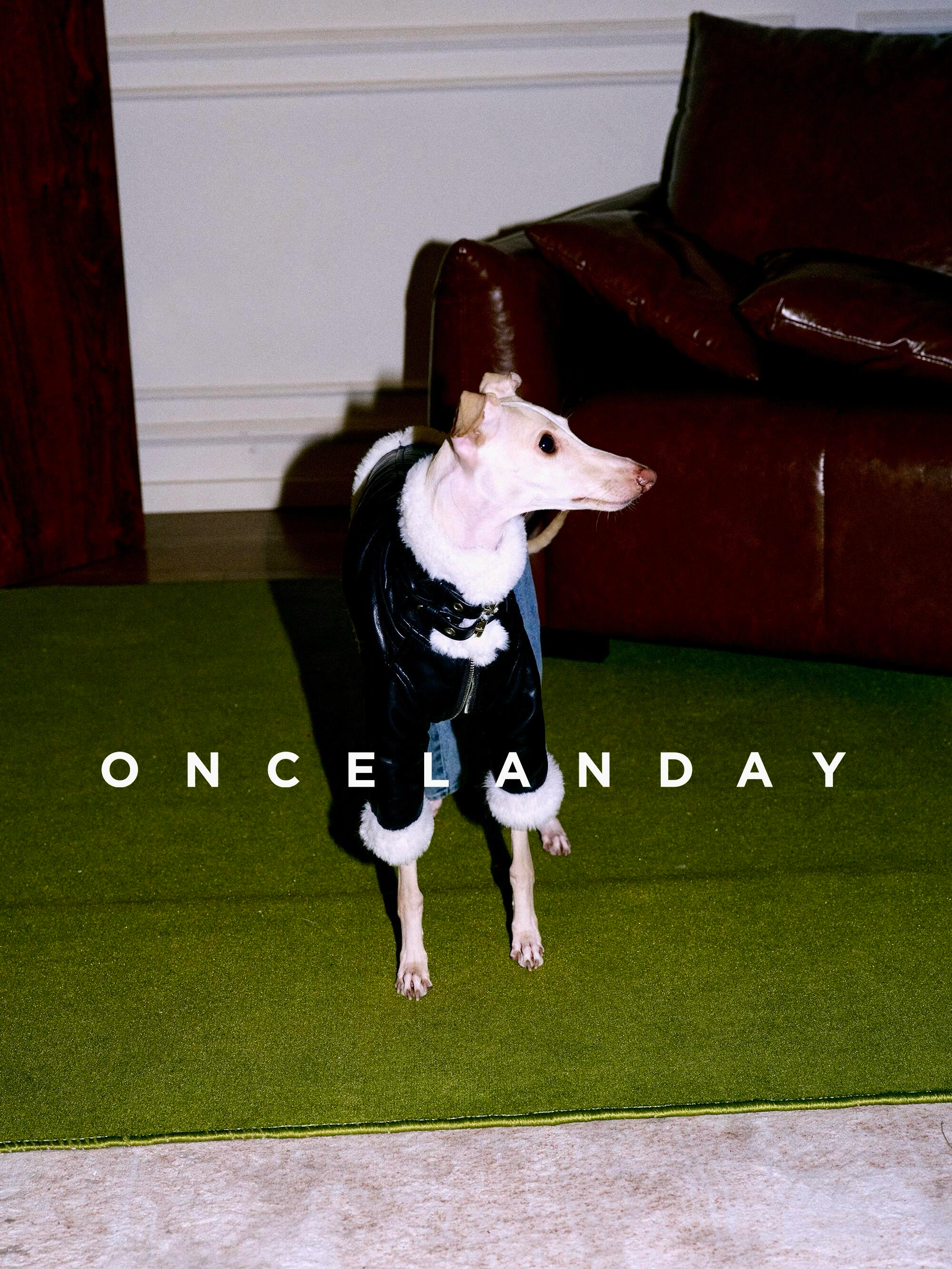 Italian Greyhound standing indoors on a green carpet wearing a black PU leather dog jacket with faux fur collar, cuffs, and hem, showing the full-body fit and cropped jacket length.