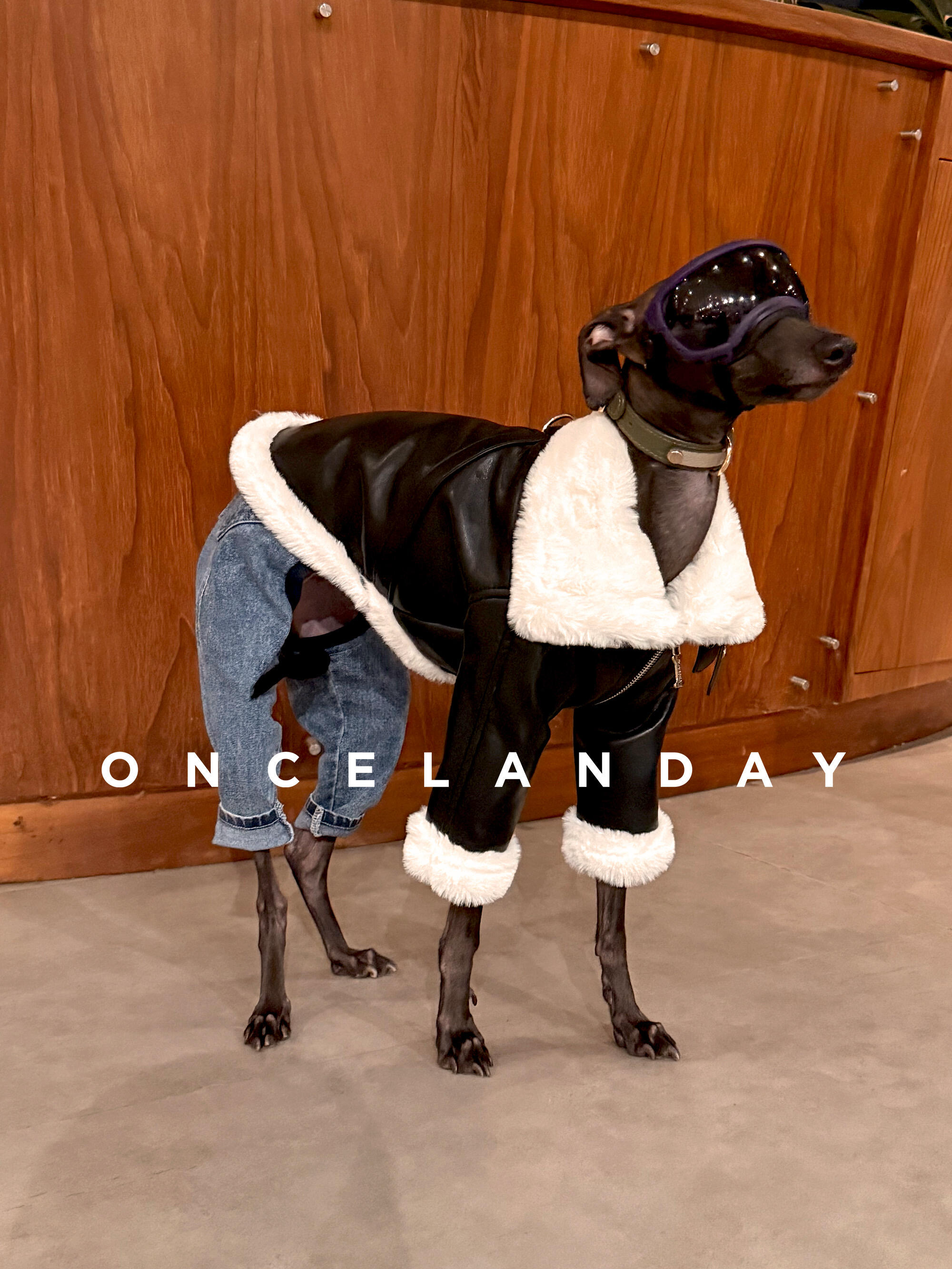 Italian Greyhound standing indoors against a wooden backdrop wearing a black PU leather dog jacket with faux fur trim, shown in side view with protective dog goggles.