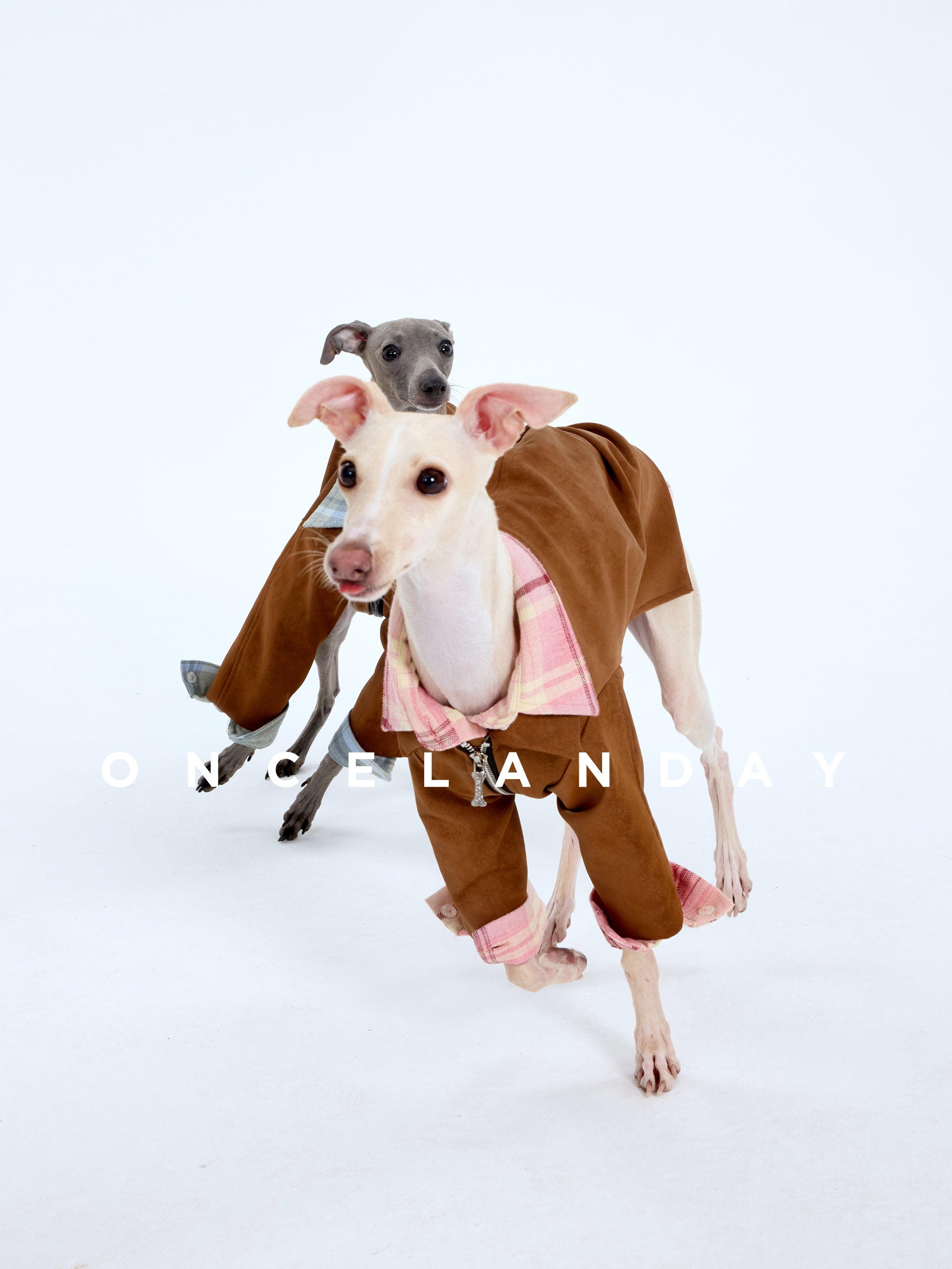 Two sighthounds in ONCELANDAY suede-like dog outfits on a white studio background, featuring contrasting plaid collars—pink plaid on the front dog and blue plaid on the rear dog.