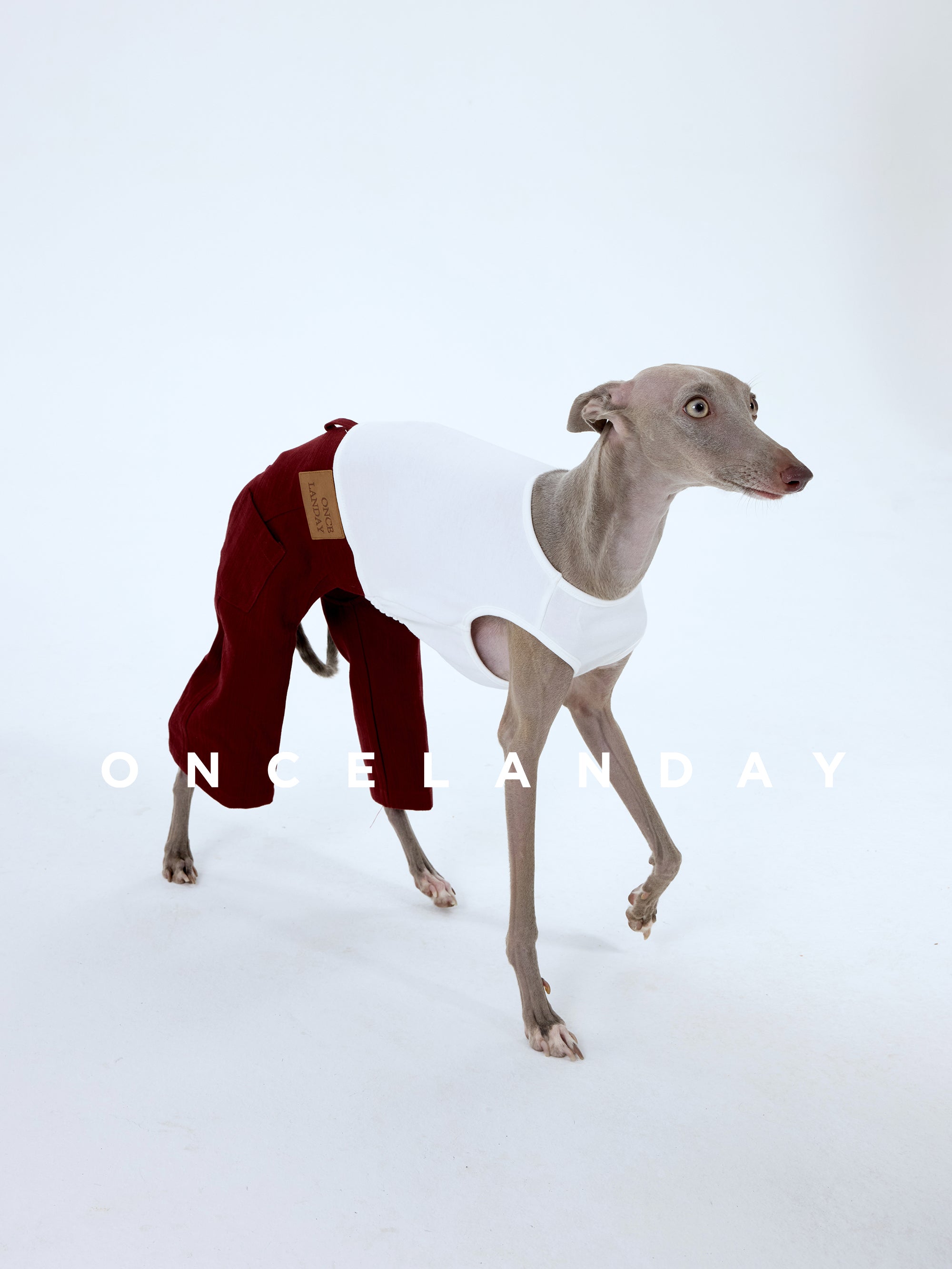 Italian Greyhound walking in ONCELANDAY dog pants on a white background, showing the mobility-friendly cut, slim leg design, and structured fabric that allows natural movement without stretching.
