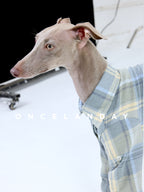 Close-up of an Italian Greyhound wearing an ONCELANDAY dog plaid shirt, focusing on the pointed collar, button placket edge, and soft woven plaid fabric texture