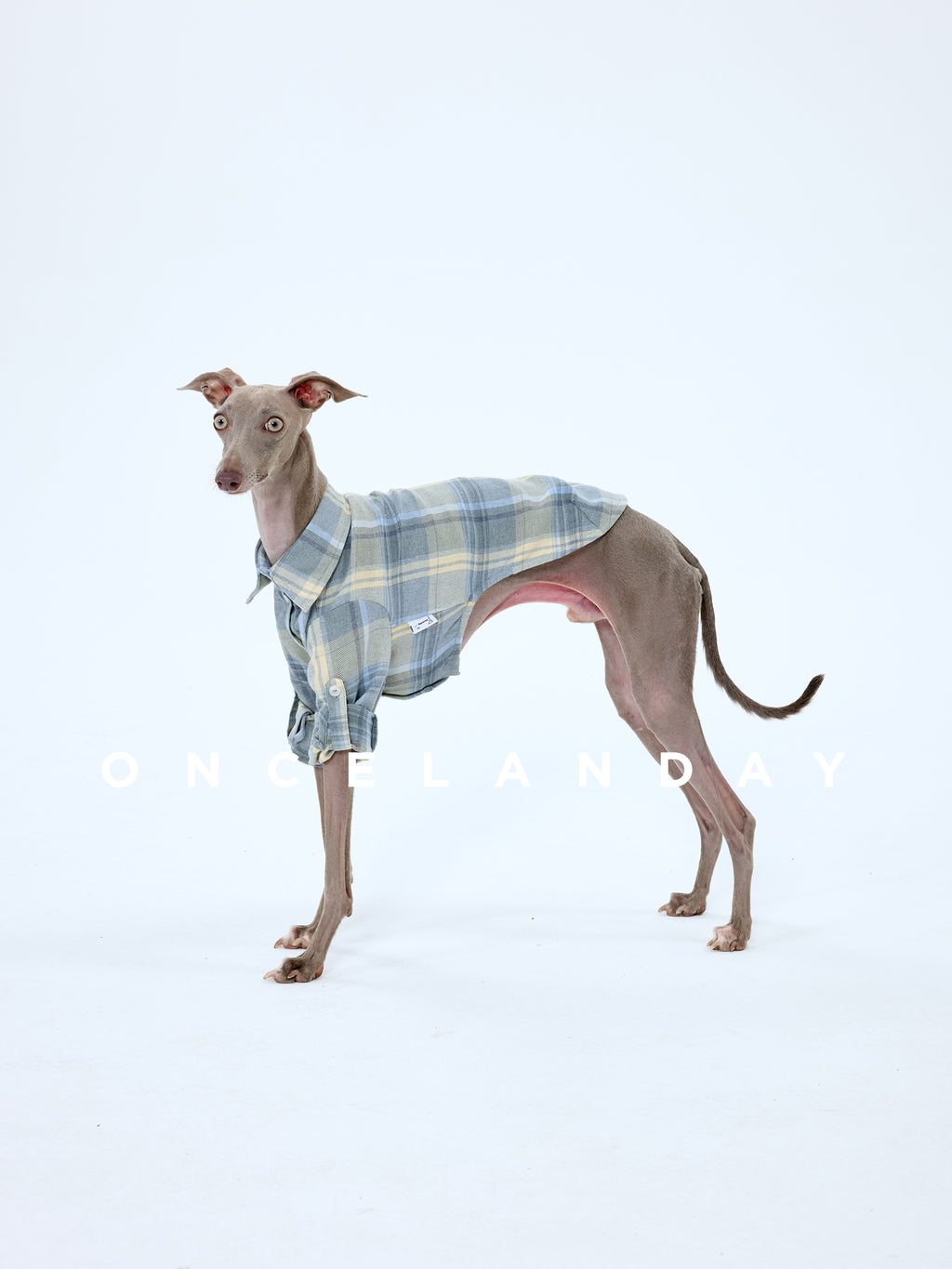 Italian Greyhound standing on a white background wearing an ONCELANDAY dog plaid shirt, showing the lightweight cotton check fabric, collar detail, and clean back coverage