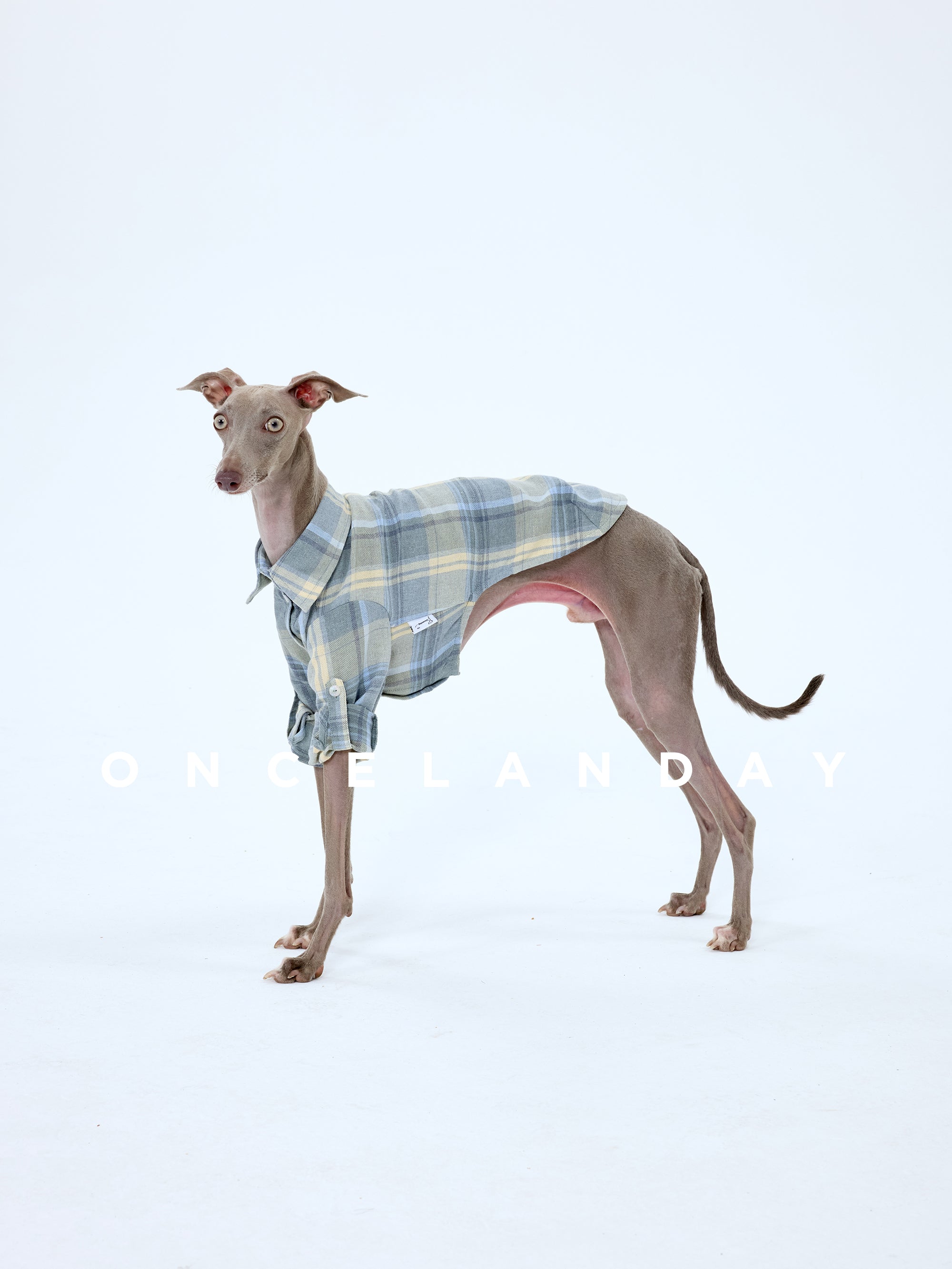 Italian Greyhound standing on a white background wearing an ONCELANDAY dog plaid shirt, showing the lightweight cotton check fabric, collar detail, and clean back coverage