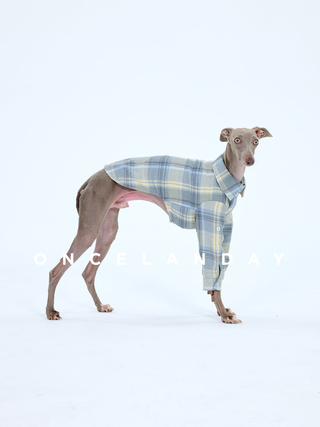 Italian Greyhound turning its head while wearing an ONCELANDAY dog plaid shirt, showing the slim silhouette, collar shape, and soft check pattern in a clean studio setting