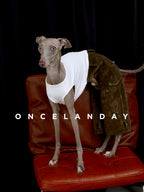 Italian Greyhound standing on a red leather chair wearing ONCELANDAY flocked cotton dog winter pants in moss green, paired with a white sleeveless top, showing the slim sighthound fit and winter-weight fabric.