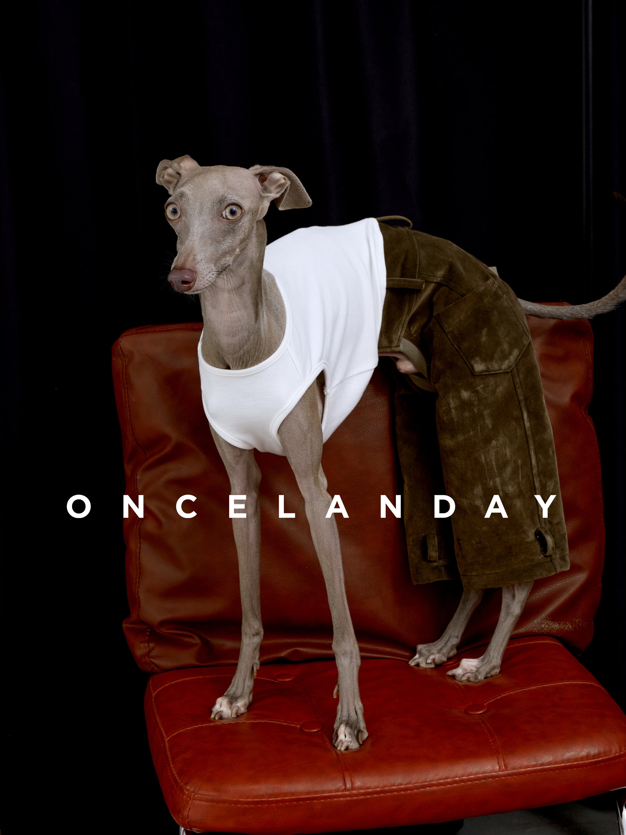 Italian Greyhound standing on a red leather chair wearing ONCELANDAY flocked cotton dog winter pants in moss green, paired with a white sleeveless top, showing the slim sighthound fit and winter-weight fabric.