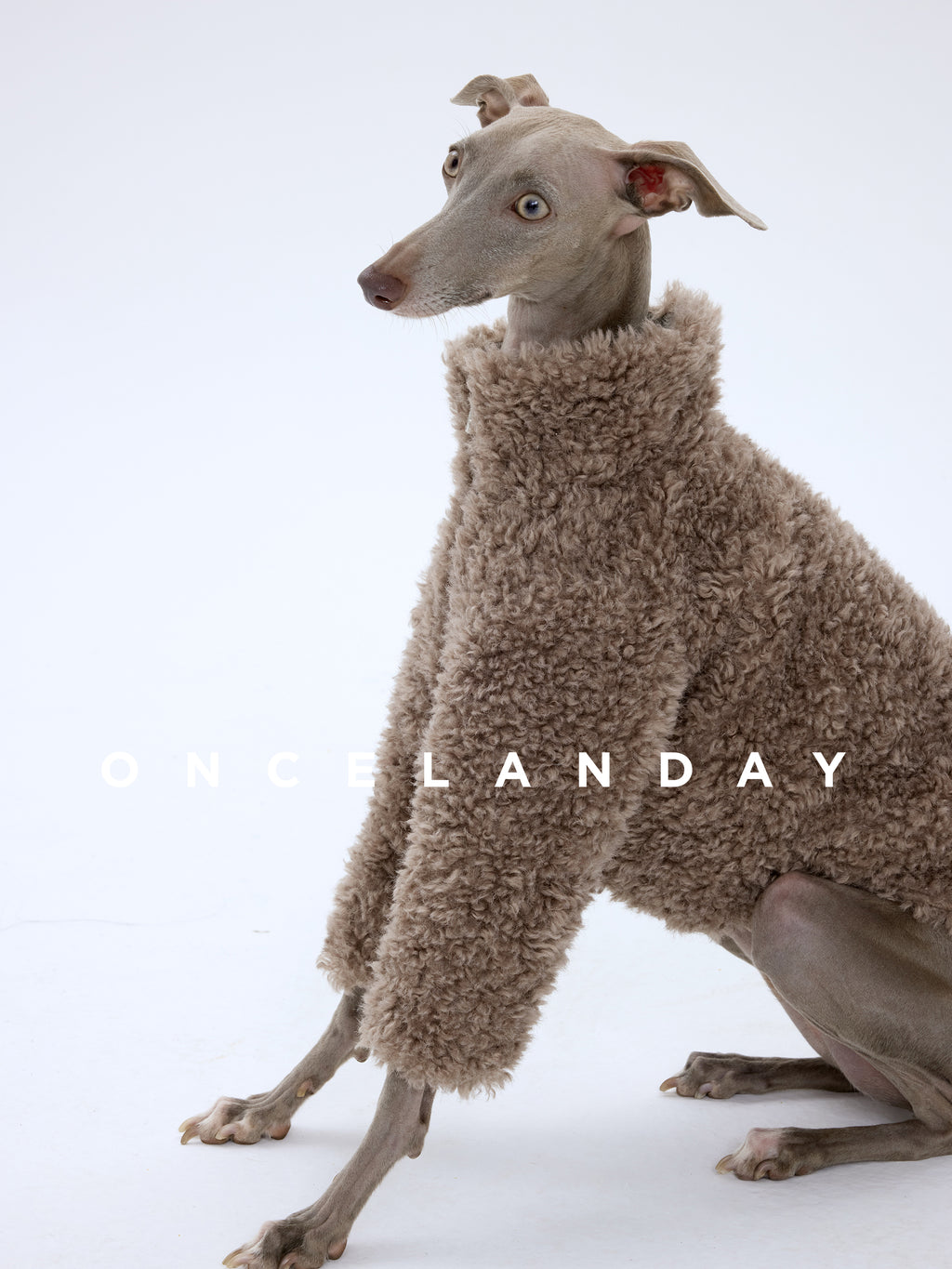 Close-up of Italian Greyhound sitting while wearing ONCELANDAY grey-brown lamb fleece jacket, focusing on dense fleece surface and soft texture