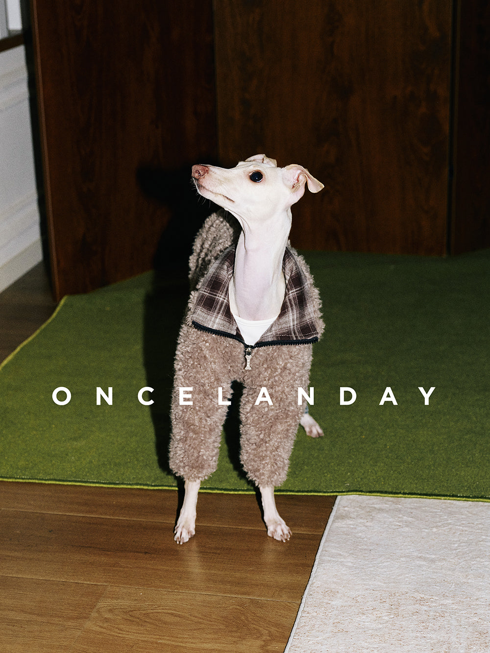 Italian Greyhound standing indoors wearing ONCELANDAY grey-brown lamb fleece jacket, with zip neckline detail and textured fleece visible