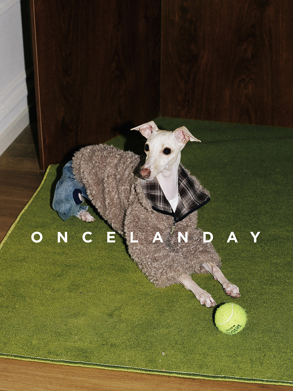 Italian Greyhound lying on a green rug wearing ONCELANDAY grey-brown lamb fleece jacket, highlighting soft fleece texture and relaxed indoor wear