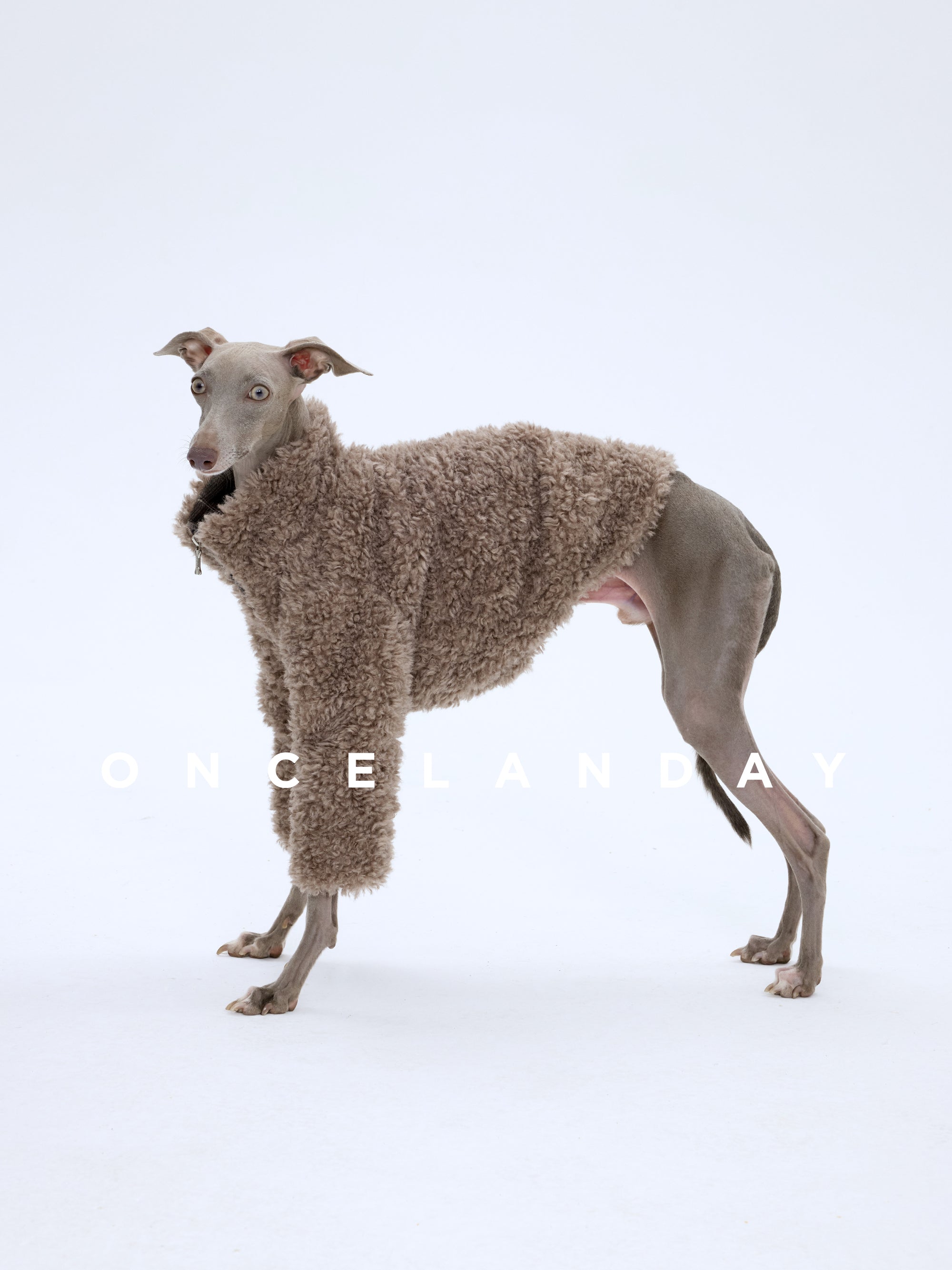 Italian Greyhound wearing ONCELANDAY grey-brown lamb fleece dog jacket photographed on a white background, showing full body silhouette and fleece texture