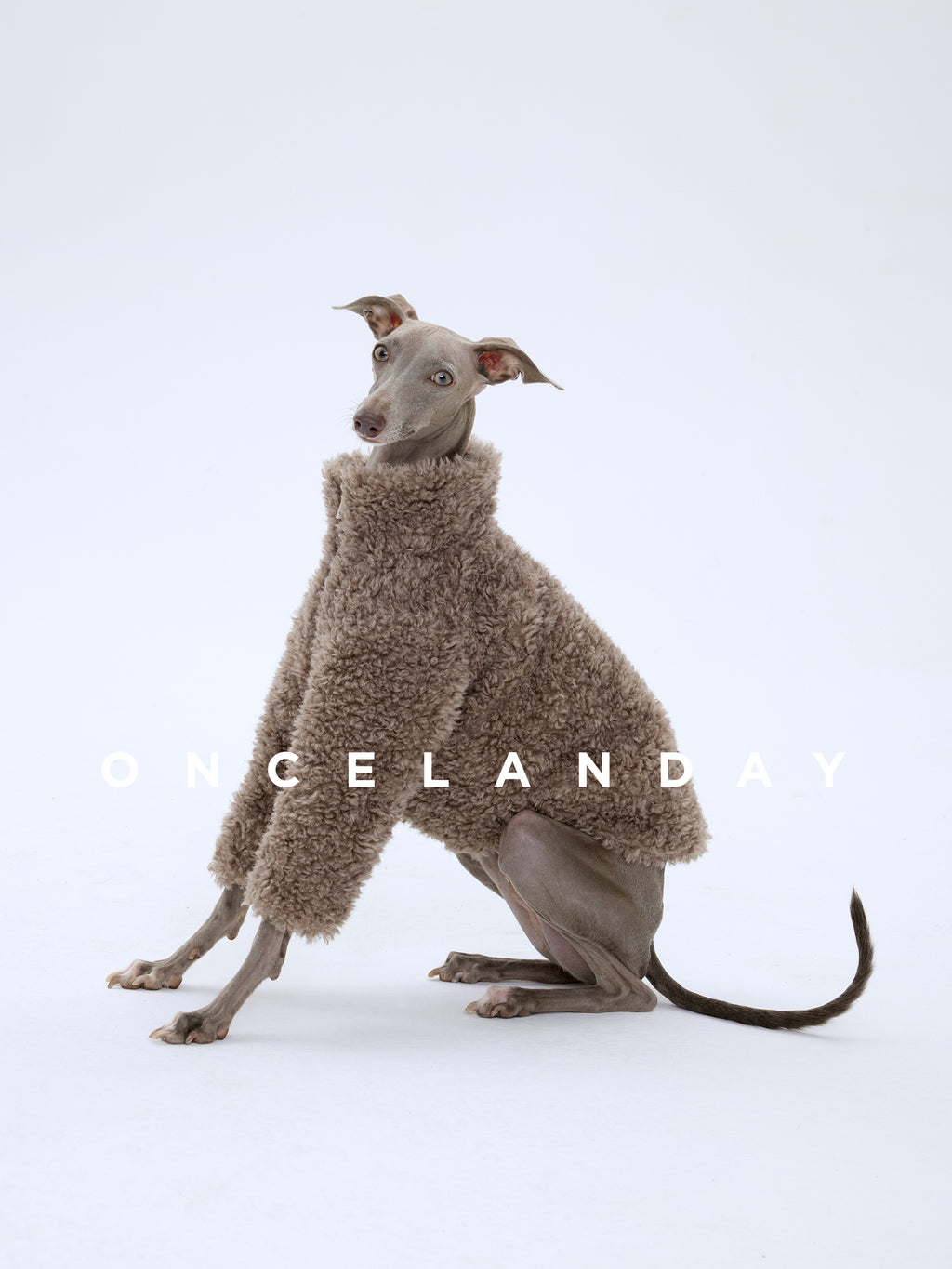 Italian Greyhound sitting sideways on a white background wearing ONCELANDAY grey-brown lamb fleece jacket, showing fleece volume and hem length
