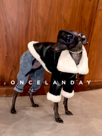 Italian Greyhound wearing a black PU leather dog jacket with white faux fur lining, standing against a wooden wall, styled with dog goggles and denim pants.