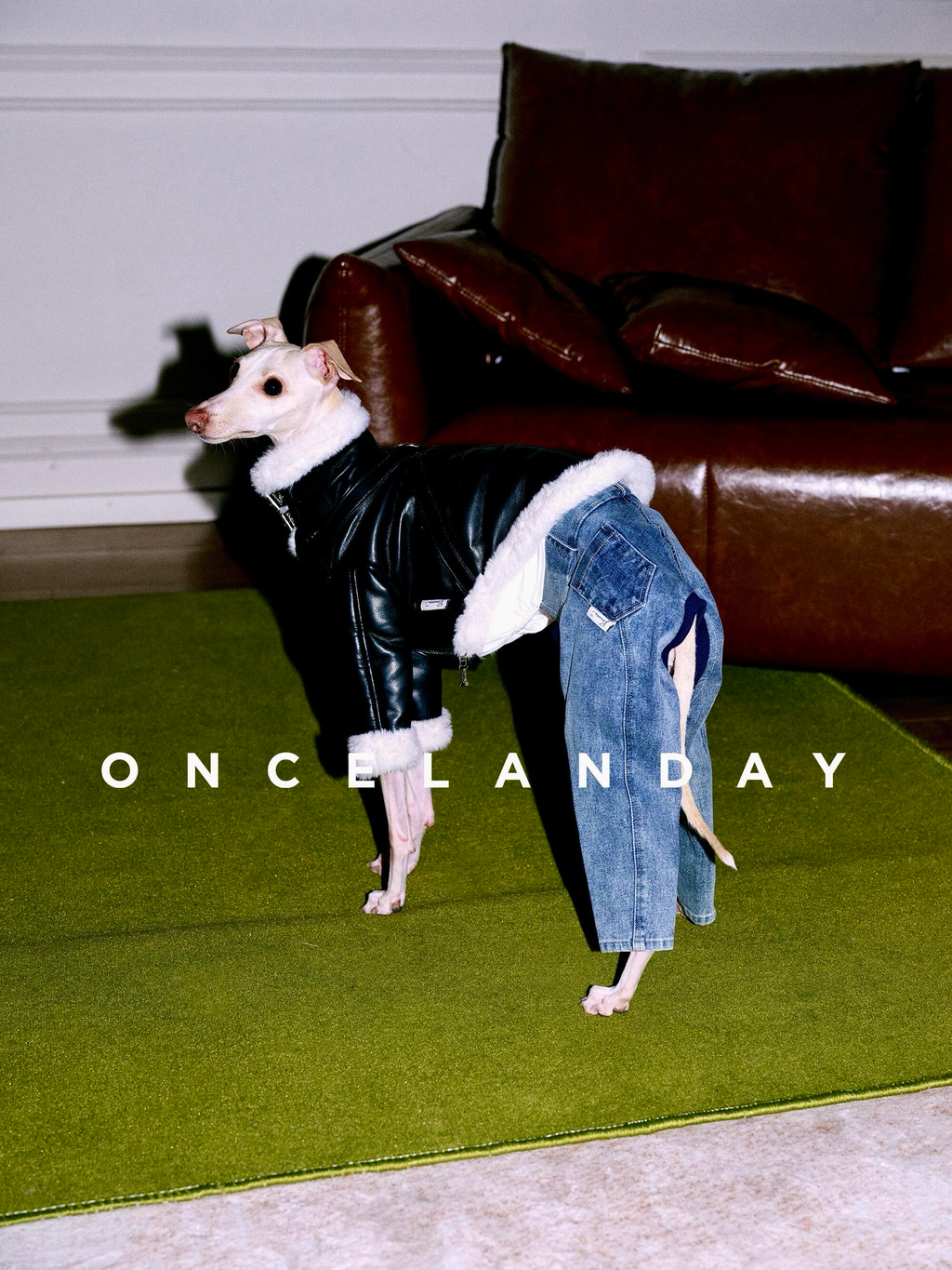 Italian Greyhound standing indoors on a green carpet wearing a black PU leather dog jacket with faux fur trim, styled together with denim dog pants.